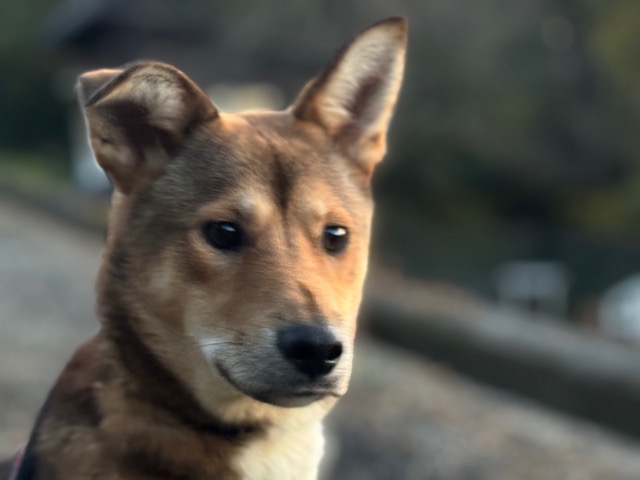 老犬ホーム大阪
